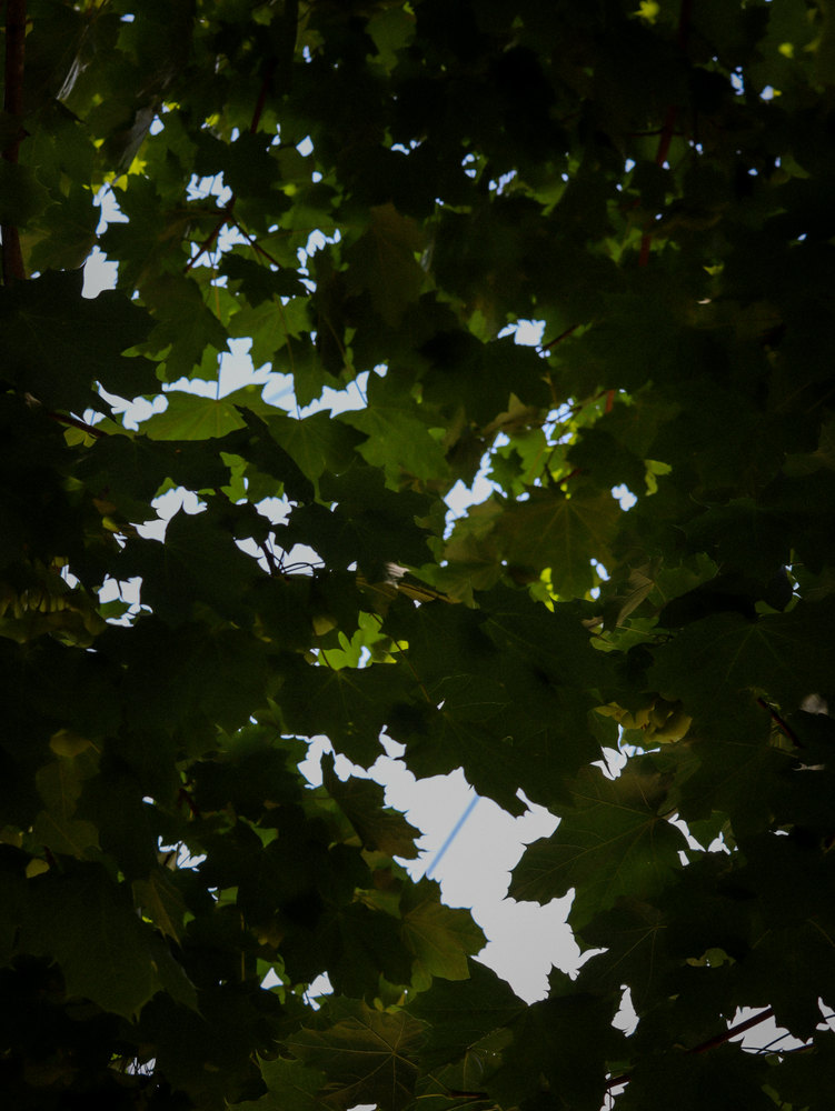 Photograph by Jake Cella, 2024-06-18