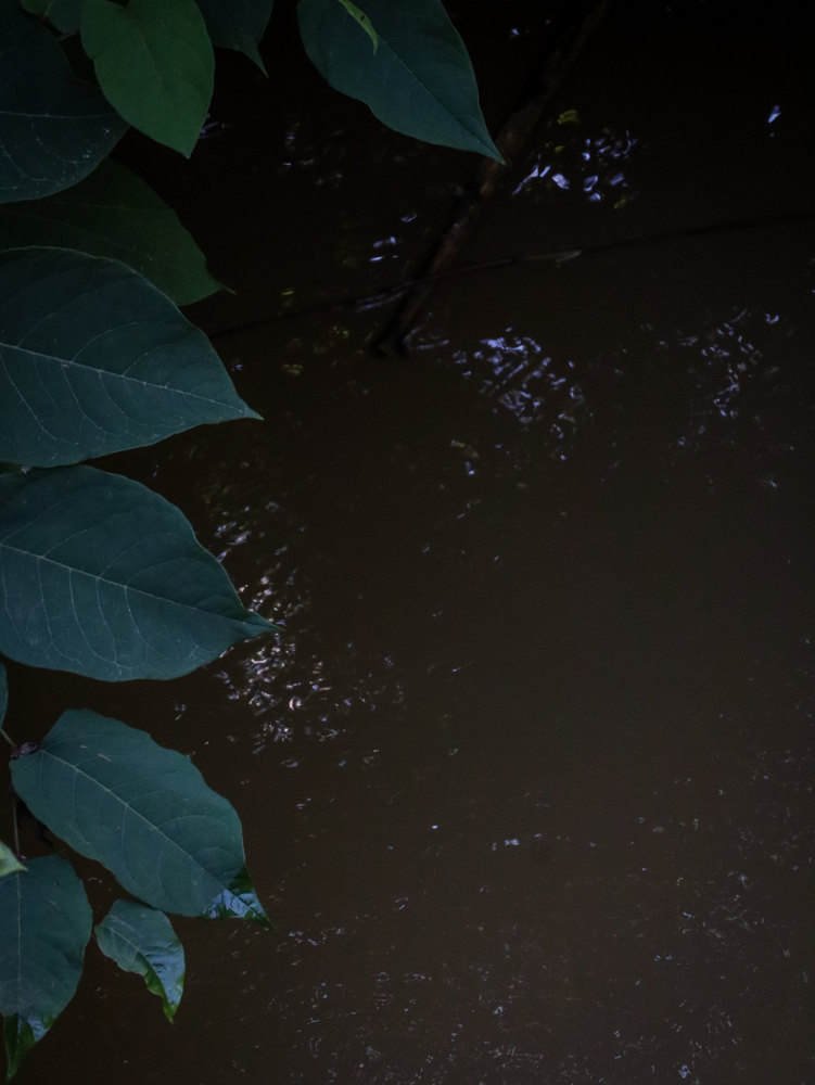 Photograph by Jake Cella, 2024-06-18