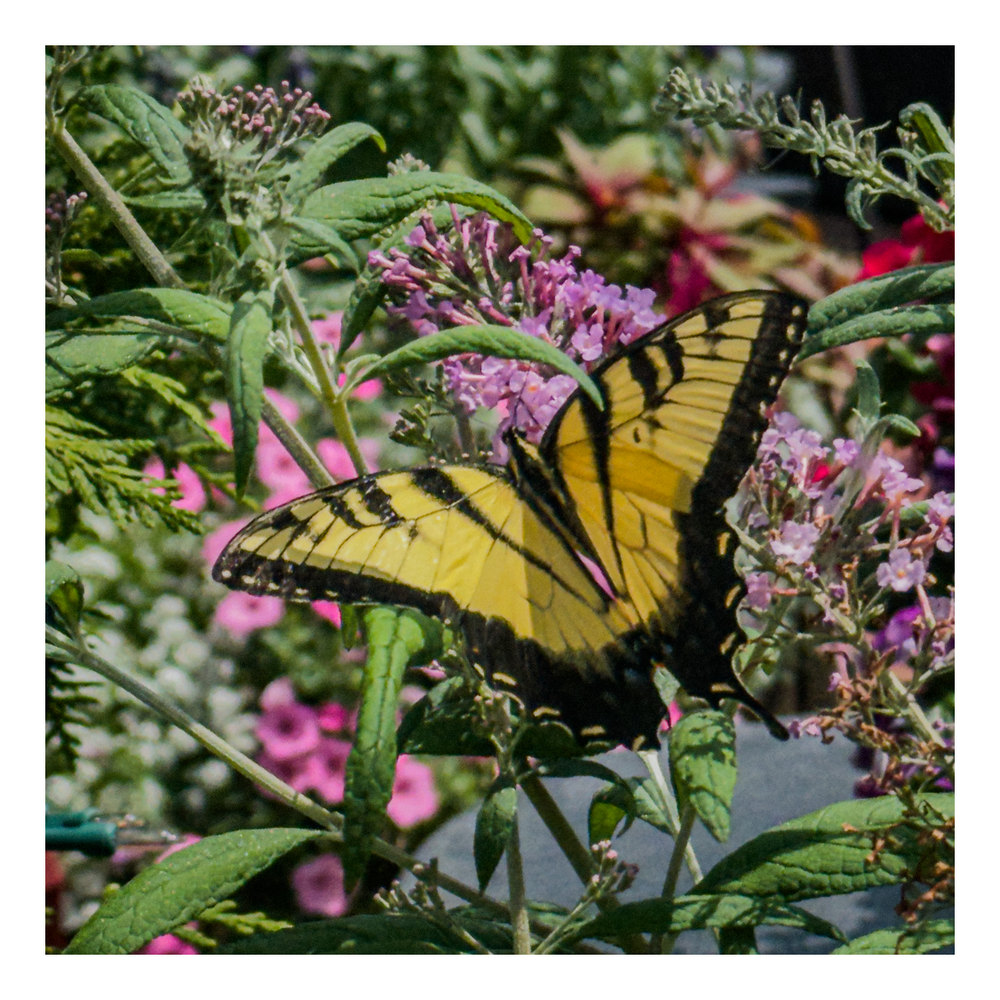 Photograph by Jake Cella, 2025-08-02