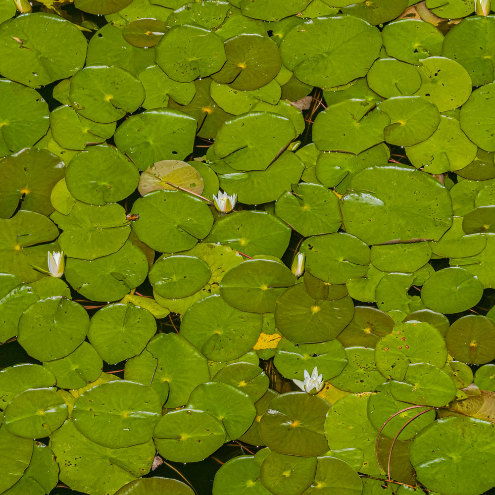 Photograph by Jake Cella, 2025-08-09