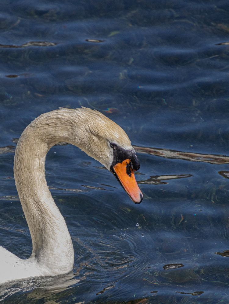 Photograph by Jake Cella, 2026-06-27