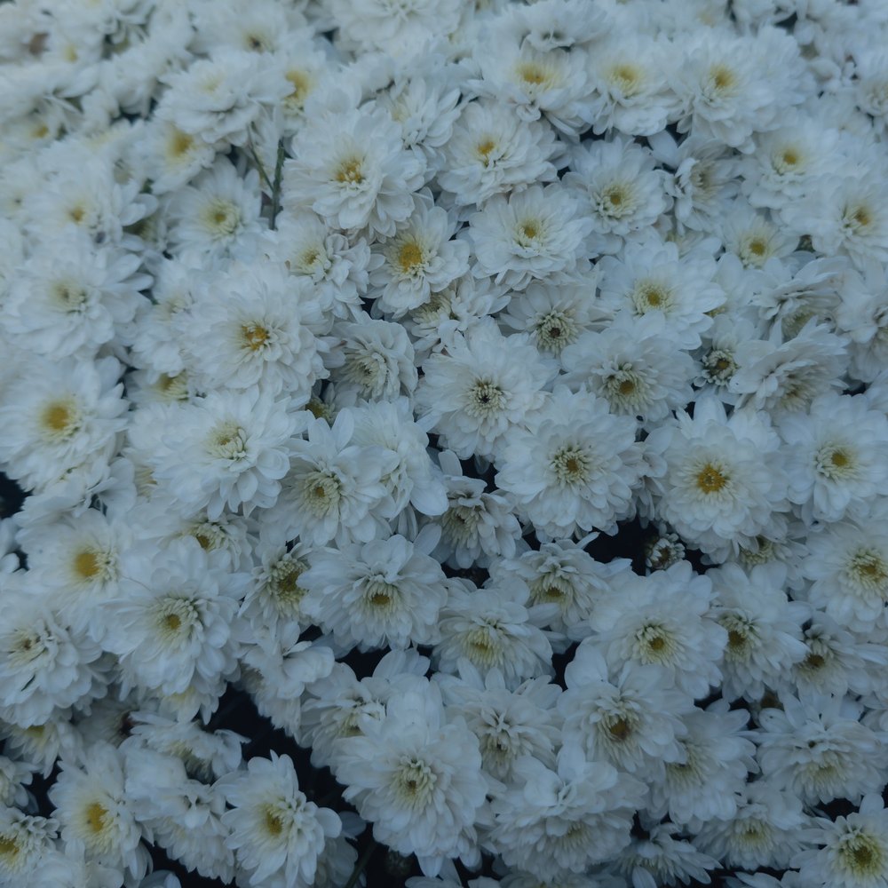 Photograph by Jake Cella, 2025-09-28