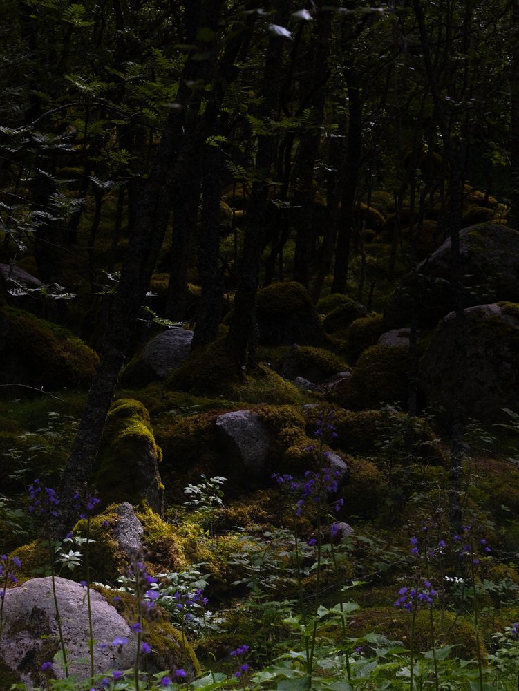 Photograph by Jake Cella, 2024-07-03