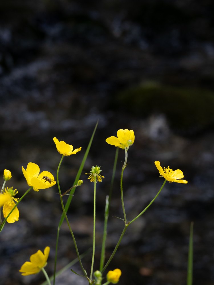 Photograph by Jake Cella, 2024-07-04