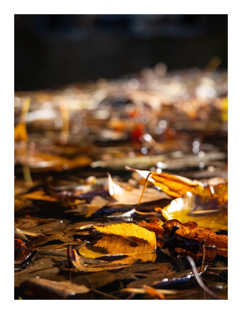 Photograph by Jake Cella, 2024-10-26