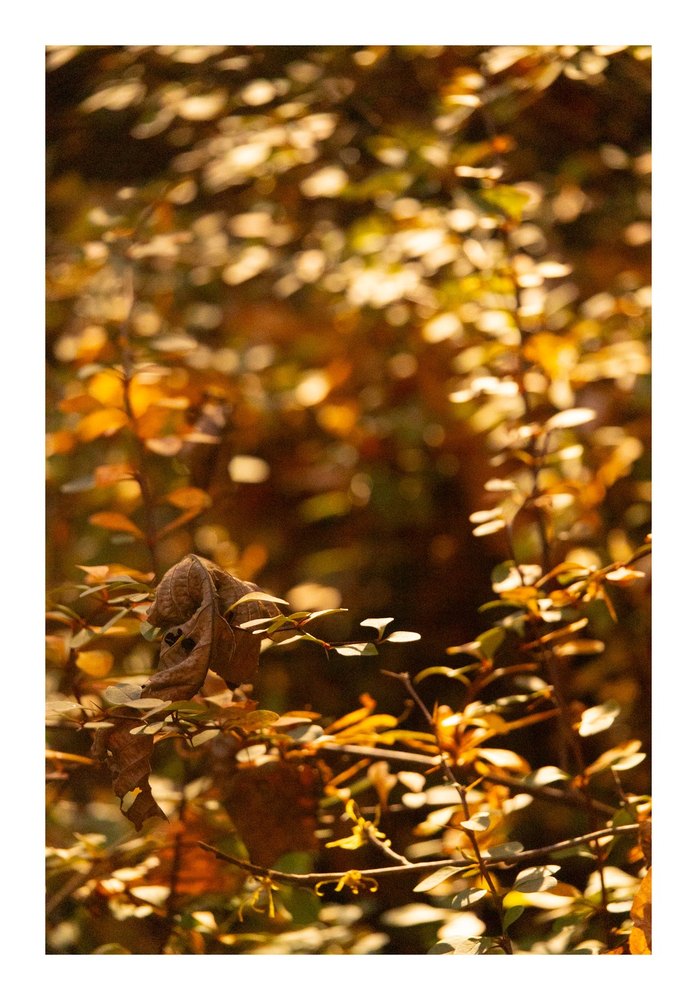 Photograph by Jake Cella, 2024-10-26