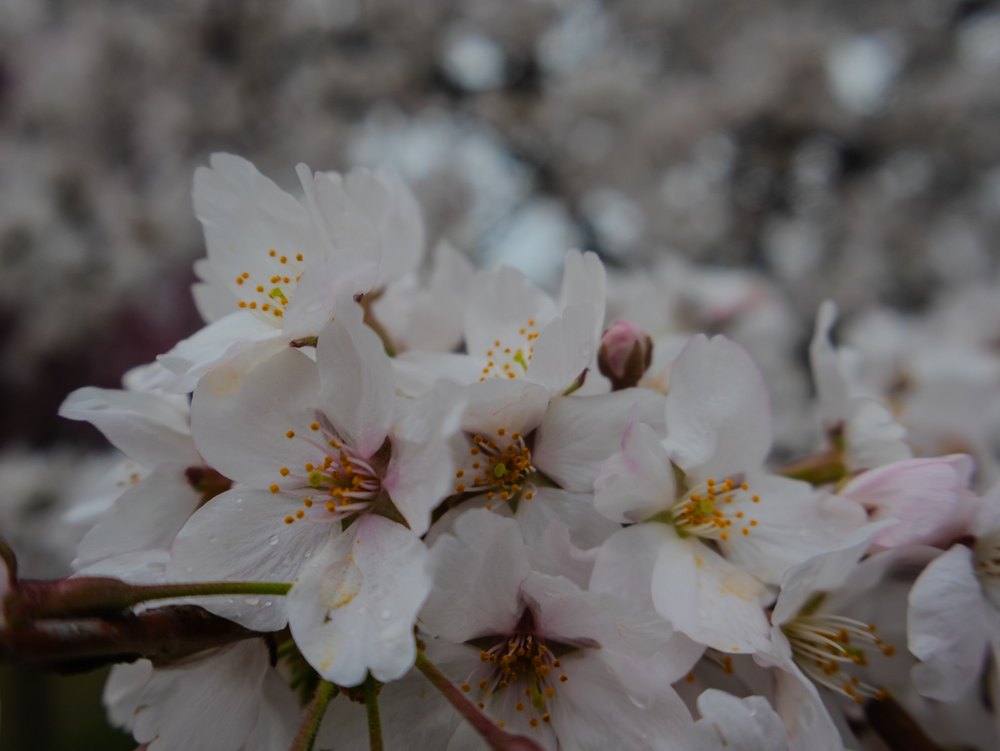 Photograph by Jake Cella, 2025-04-05