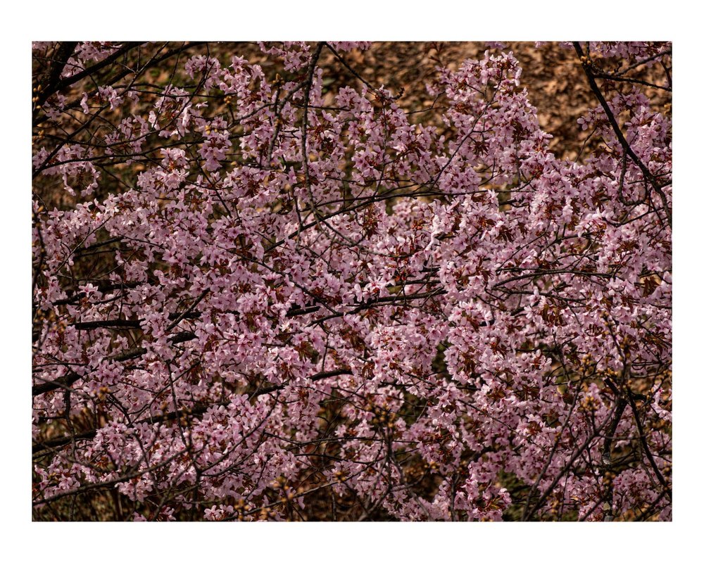 Photograph by Jake Cella, 2026-04-04