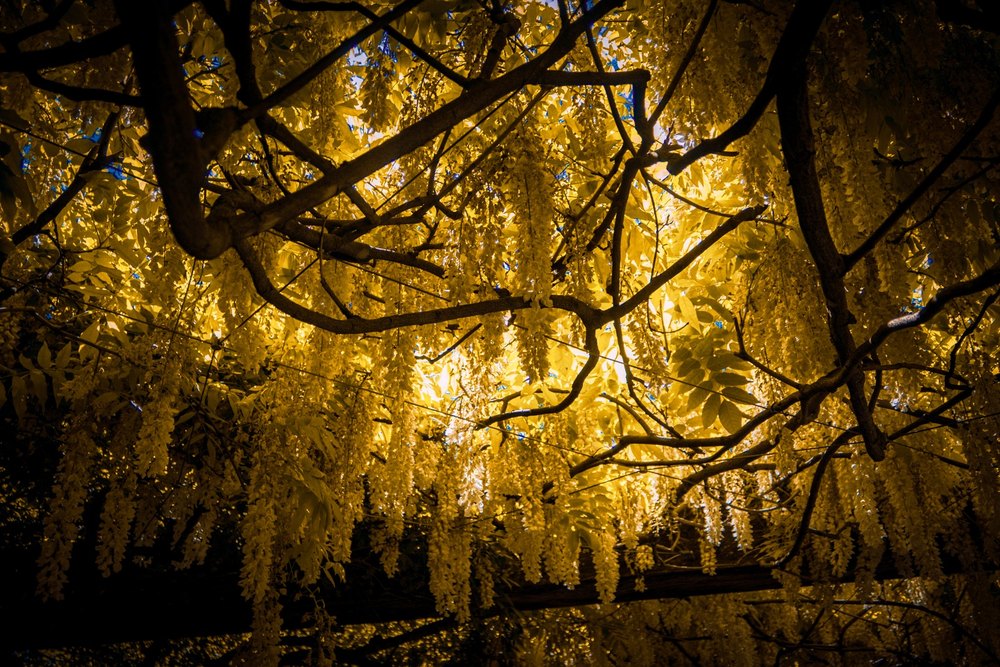 Photograph by Jake Cella, 2026-05-10
